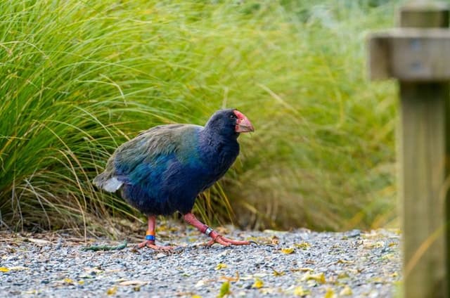 Zealandia by Day: Small group native forest and wildlife tour