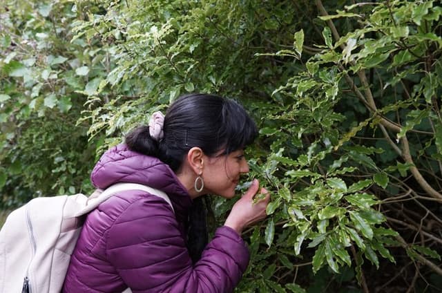 Small Group Tour of Forest Secrets Plant stories of Zealandia