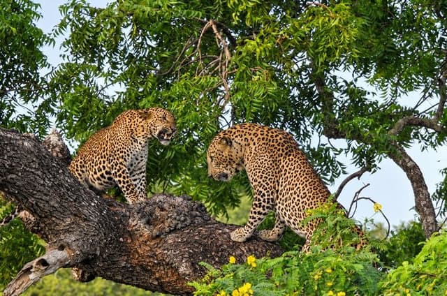 Full day Safari - Yala National Park - 04.30 am to 06.00 pm with - Janaka safari