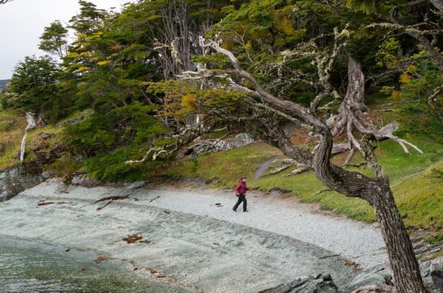 Tierra del Fuego National Park – Small Groups. Optional Train