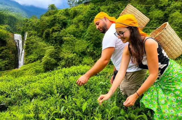 Nuwara Eliya Tea Plucking and Tasting Waterfalls Tours
