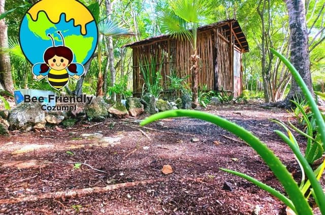 Private Cozumel Tour Mayan Bees and Beach Escape