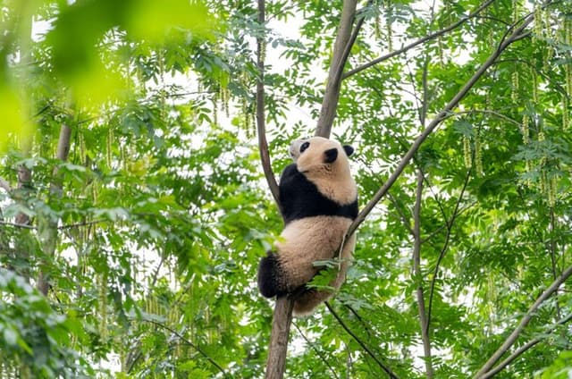 Chengdu Private Guided Tour: Giant Pandas, Temples & Old Streets