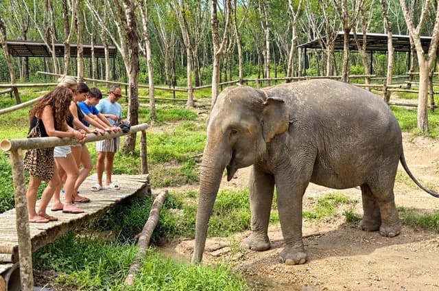 Khao Lak Elephant Sanctuary Small-Group Guided Tour