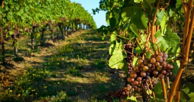 Sedona Wine Tasting Tours