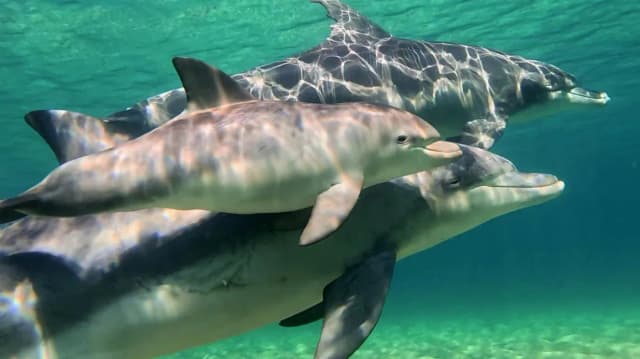 Dolphin Discovery Centre Bunbury: Swimming with Dolphins Tour