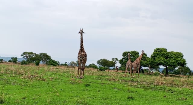 Safari Day Trip Mikumi National Park 