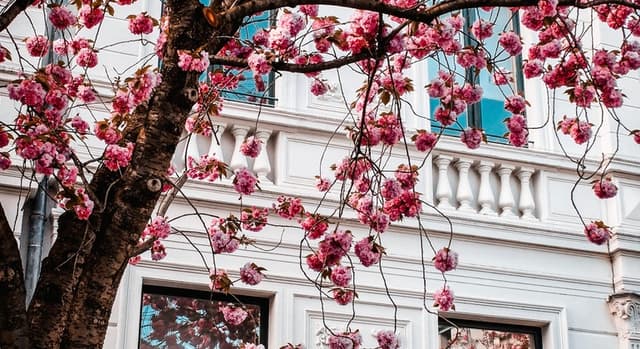 Classic Bonn Free Tour
