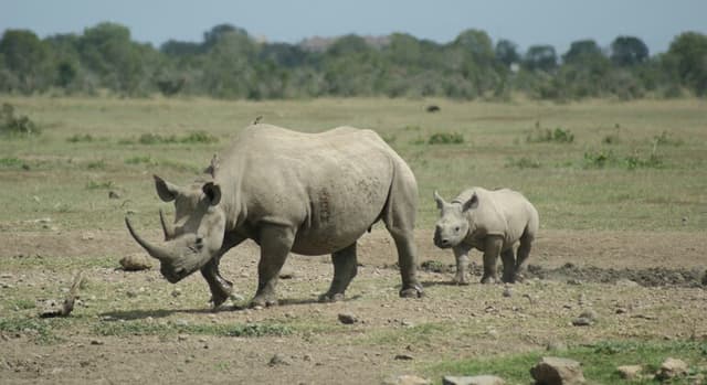 Day Trip to Ol Pejeta Conservatory in Nanyuki