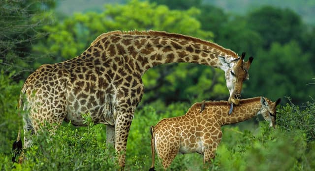 Explore Natural Beauty in Arusha