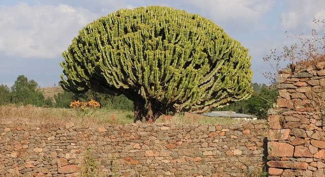 Axum Private Tour by Car