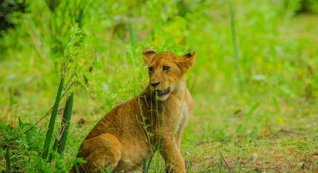 Mikumi Safari Adventure: One Day Tour