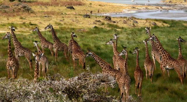 Explore Arusha's Wild Heart