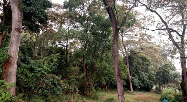 Nature Free Walking Tour Around Arusha National Park 