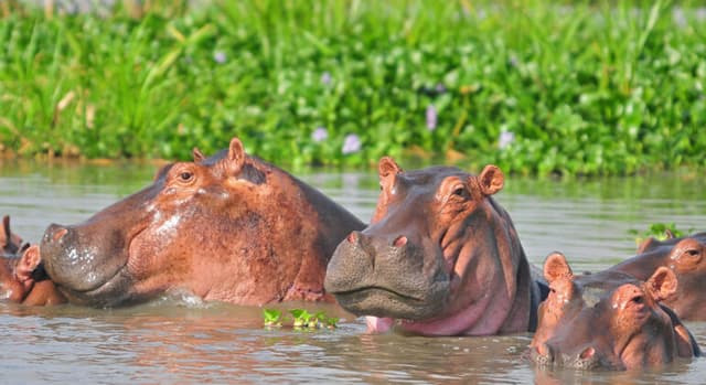 Discover the Essence of Bujumbura