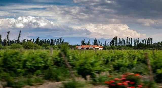 Discover Cafayate’s Artisans