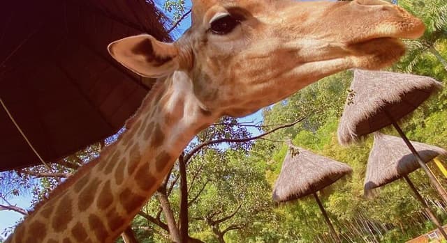 One-Day Tour of Chimelong Safari Park in Guangzhou