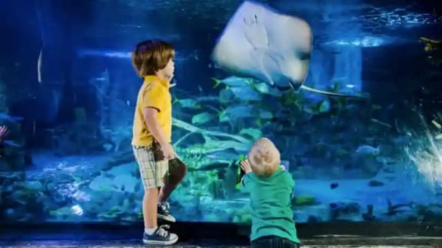 SEA LIFE at Mall of America: Entry Ticket