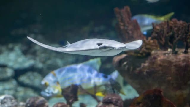 Seaquarium Le Grau-du-Roi: Entry Ticket