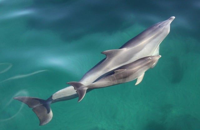 Dolphin Sanctuary Kayak Tour
