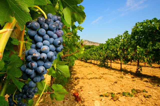 Provence Wine Tasting in Avignon