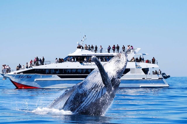 Brisbane Whale Watching Cruise