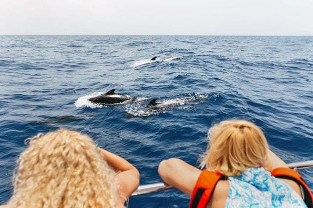 Costa Adeje Whale & Dolphin Cruise