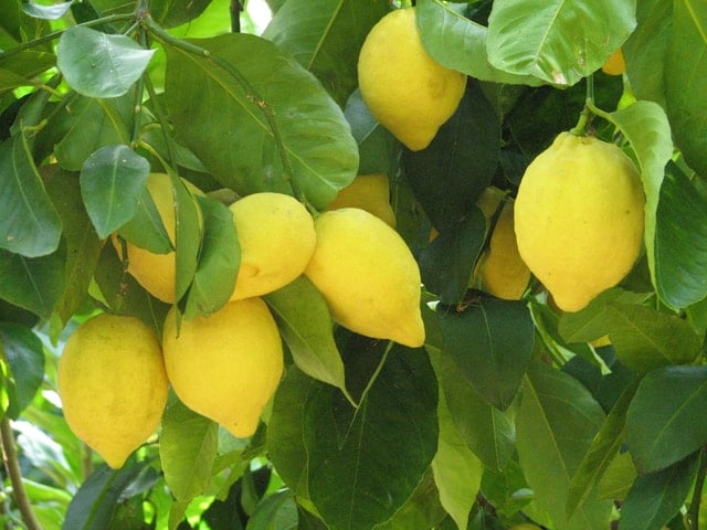 Sorrento Food Tour: Coastal Tastes & Delights