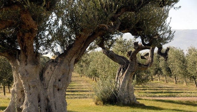 Belchite Olive Oil Tour