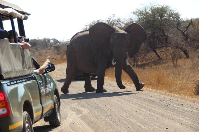 Kruger Safari from JHB