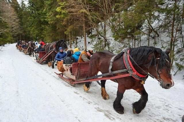 Magical Zakopane Sleigh Ride