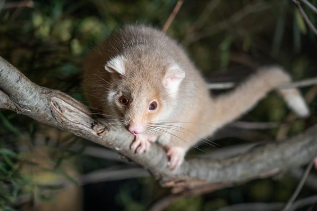 Bonorong Wildlife Sanctuary
