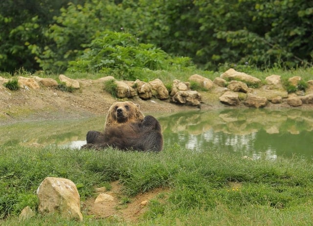 Bear Sanctuary & Rasnov Fortress Day Tour