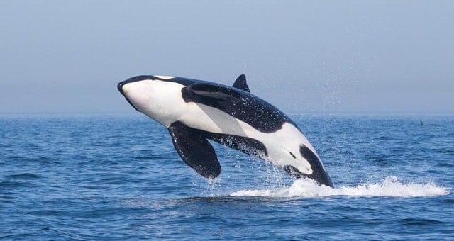 Tarifa Dolphin Watching