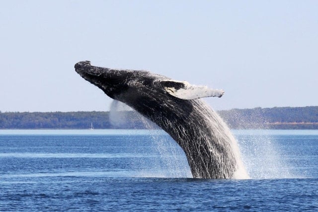 Quebec City Whale Watching