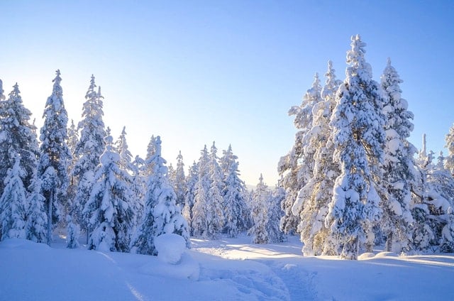 Rovaniemi Wilderness Tour
