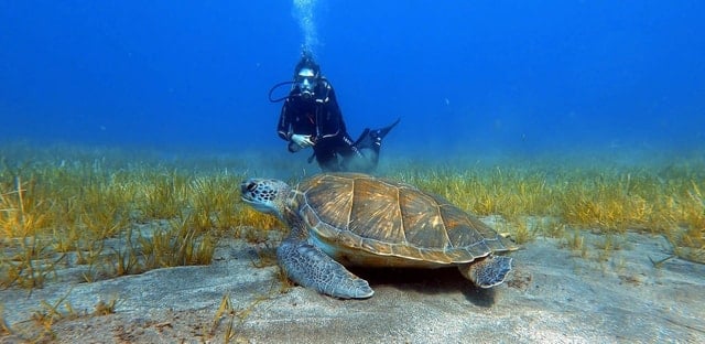 Abades Diving