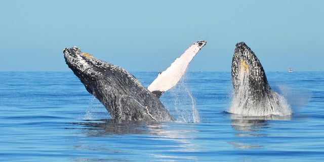 Punta Cana Whale Watching Adventure