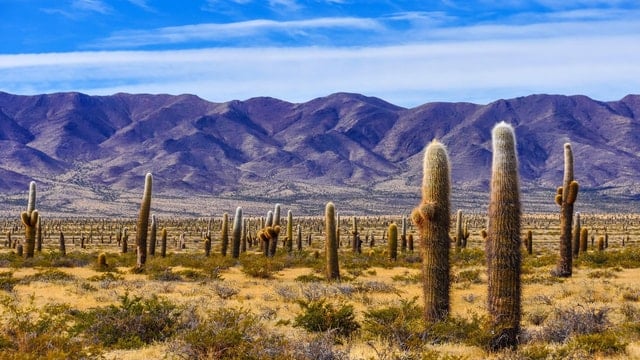 Cachi & Los Cardones National Park Tour