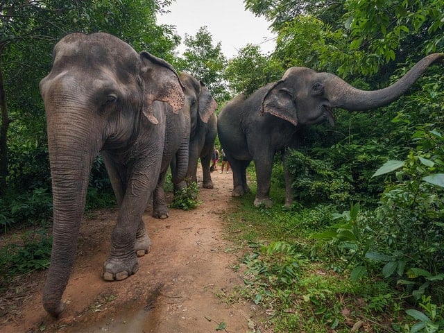 Kulen Elephant Forest Tour