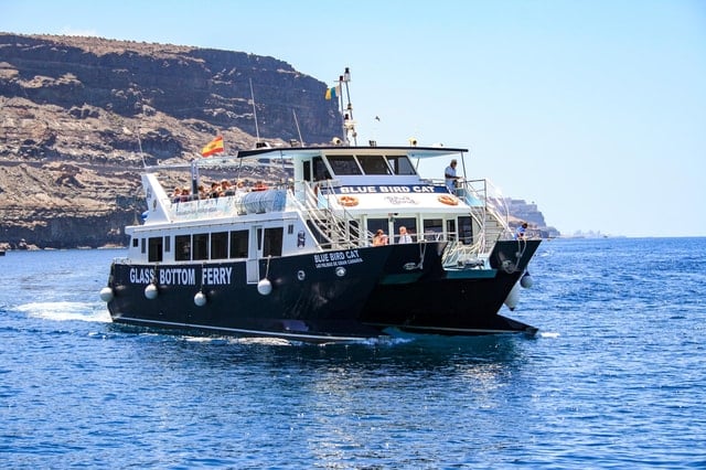Gran Canaria Dolphin Watching