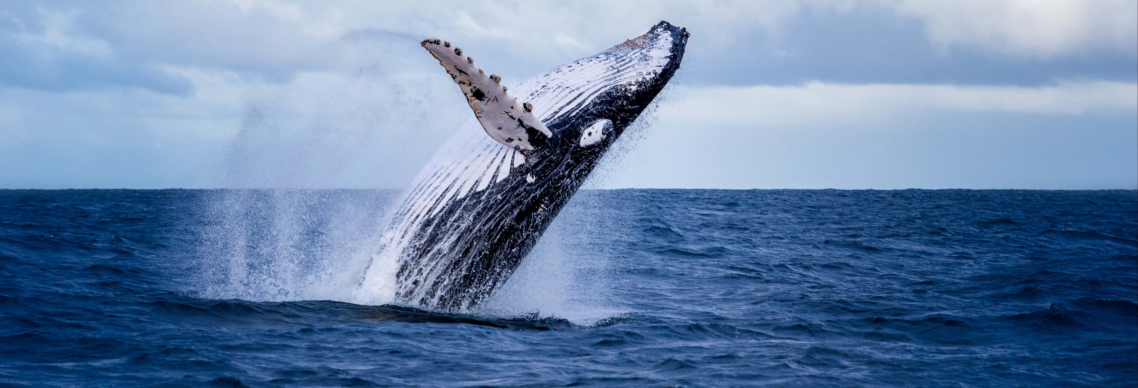 Colombian Pacific Whale Watching