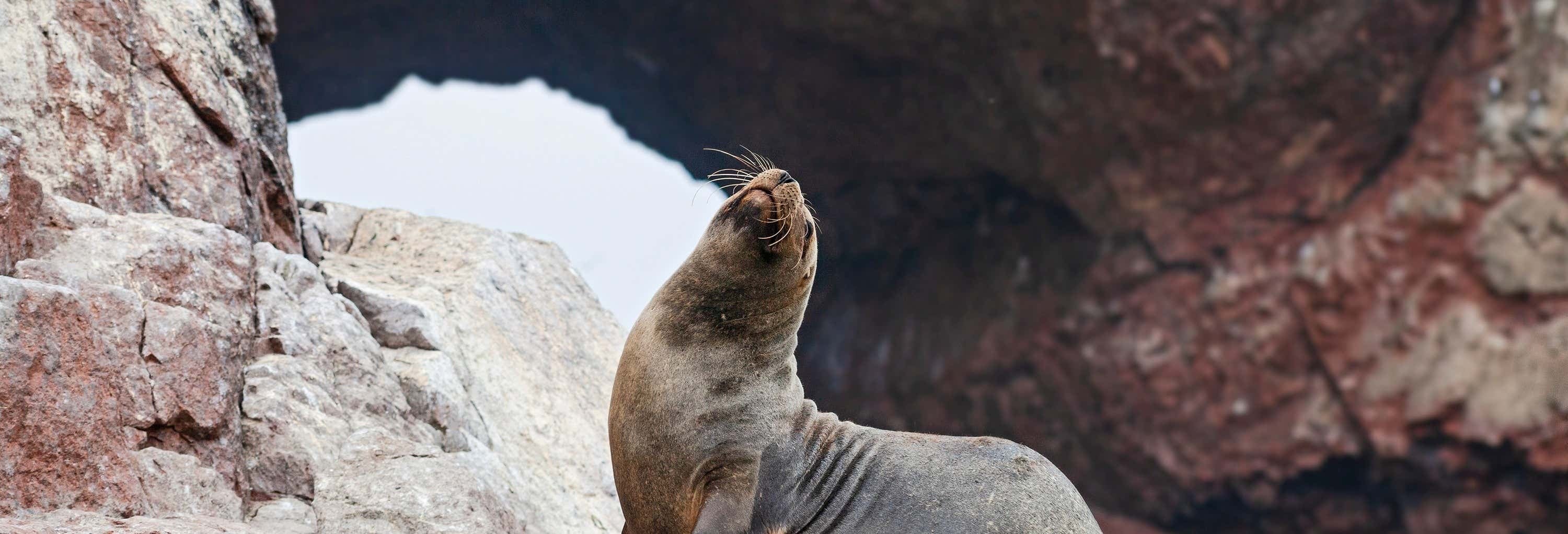 Ica & Paracas Tour