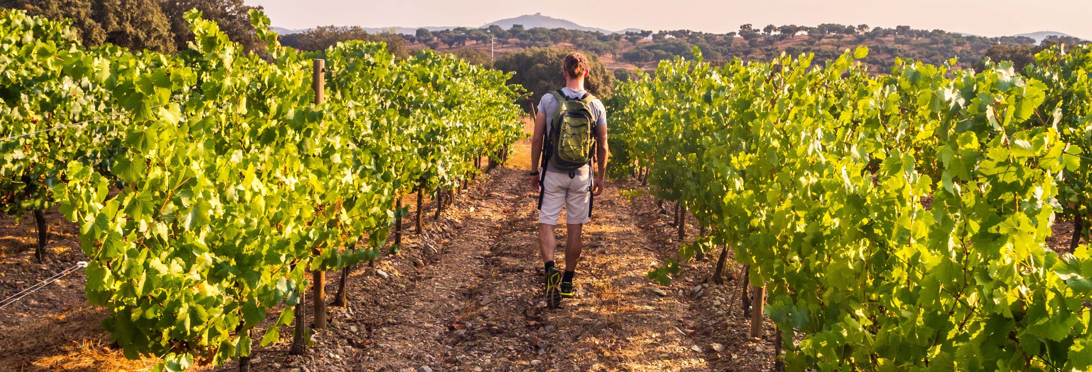 Bairrada Winery Route