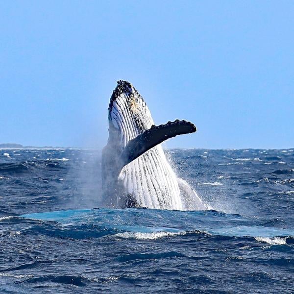 Okinawa Whale Watching Adventure