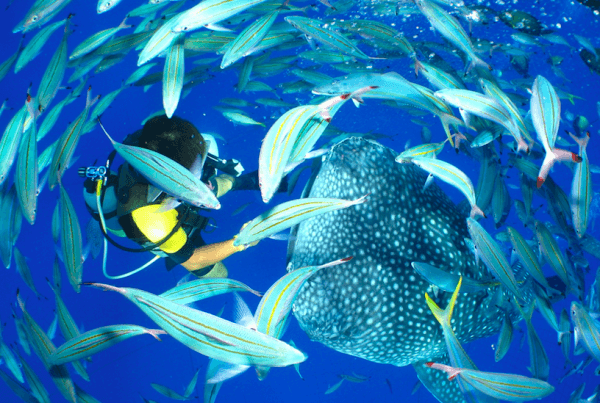 Whale Shark Diving in Okinawa