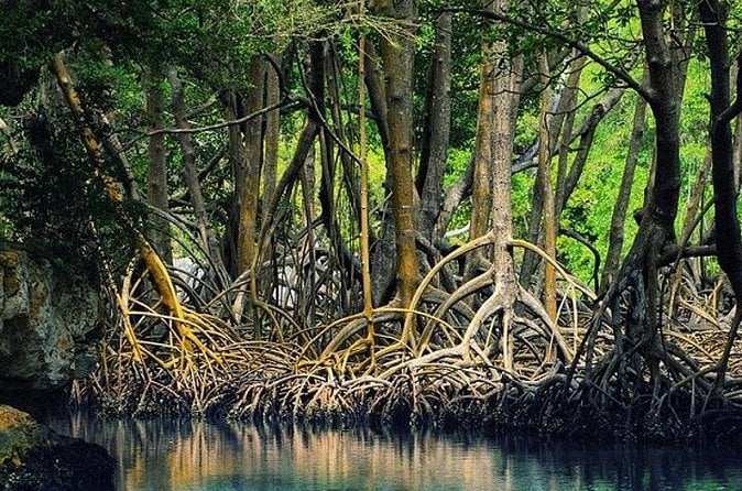 Tamarindo Estuary Boat Tour