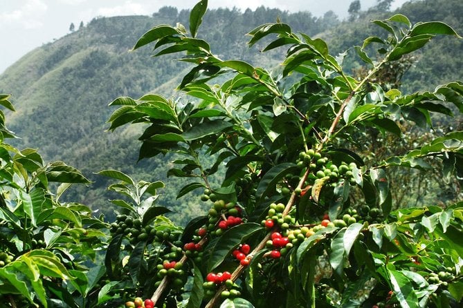 Blue Mountain Coffee Tour