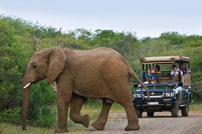 Zulu Village & PheZulu Safari Park Tour