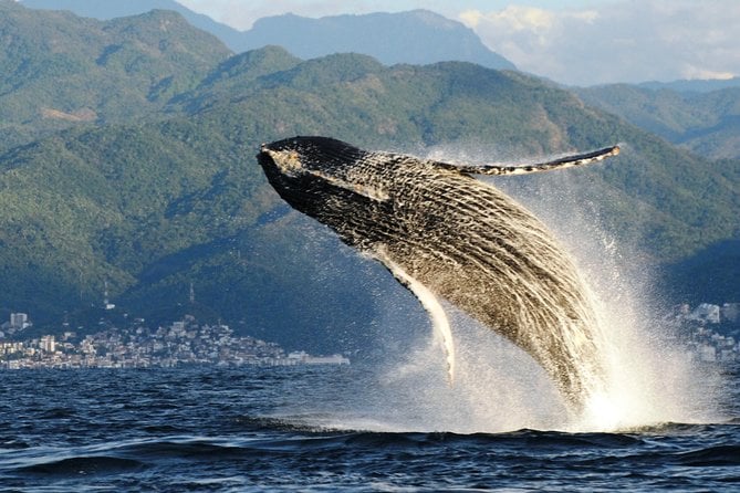 Humpback Whale Watching in Jalisco